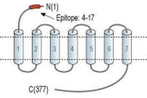 anti-Apelin Receptor (APLNR) (AA 4-17), (Extracellular), (N-Term) antibody