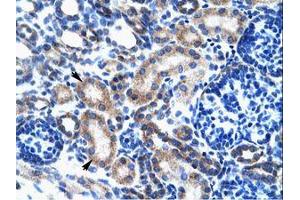 Image no. 1 for anti-One Cut Homeobox 2 (ONECUT2) (AA 293-342) antibody (ABIN202641) (ONECUT2 anticorps  (AA 293-342))
