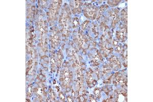 Immunohistochemistry of paraffin-embedded mouse kidney using L1 Rabbit mAb (ABIN7265535) at dilution of 1:100 (40x lens). (ALDH1L1 anticorps)