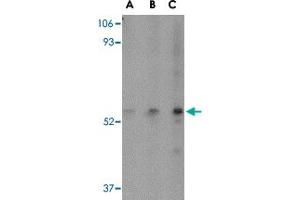 Western blot analysis of SP110 in HeLa cell lysate with SP110 polyclonal antibody  at (A) 0.