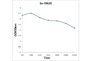 anti-Death Effector Domain Containing (DEDD) (AA 151-250) antibody