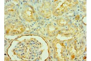 Immunohistochemistry of paraffin-embedded human kidney tissue using ABIN7161572 at dilution of 1:100 (NAMPT anticorps  (AA 1-280))