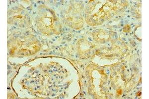 Immunohistochemistry of paraffin-embedded human kidney tissue using ABIN7161572 at dilution of 1:100 (NAMPT anticorps  (AA 1-280))