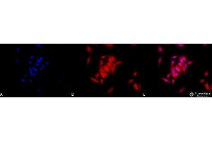 Immunocytochemistry/Immunofluorescence analysis using Rat Anti-GRP94 Monoclonal Antibody, Clone 9G10 . (GRP94 anticorps  (PE))