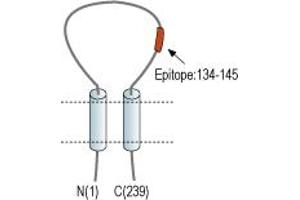 Representative domain view of the target of ABIN7043491.