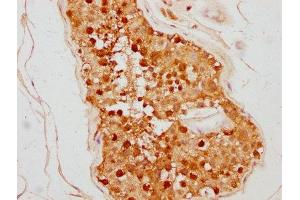 IHC image of ABIN7172910 diluted at 1:500 and staining in paraffin-embedded human testis tissue performed on a Leica BondTM system.