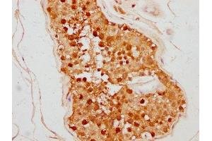 IHC image of ABIN7172910 diluted at 1:500 and staining in paraffin-embedded human testis tissue performed on a Leica BondTM system. (TSNAX anticorps  (AA 1-87))