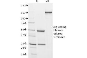 SDS-PAGE Analysis Purified Podocalyxin Mouse Monoclonal Antibody (3D3). (PODXL anticorps  (Extracellular Domain))