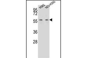 P3 Antibody (C-term) (ABIN656992 and ABIN2846173) western blot analysis in K562,NCI- cell line lysates (35 μg/lane). (MPP3 anticorps  (C-Term))