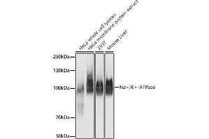 Western blot analysis of extracts of various cell lines, using Na+/K+-ATPase antibody (ABIN7270390) at 1:100000 dilution. (ATP1A1 anticorps)
