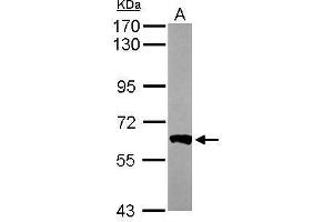 WB Image Sample (50 ug of whole cell lysate) A: Mouse brain 7.