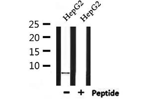 Western blot analysis of extracts from HepG2, using Cytochrome c Oxidase 7C Antibody. (COX7C anticorps  (Internal Region))