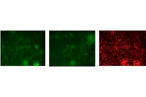 Sample Type :  Human Embryonic Stem cell H1 differentiated to HNF4 positive hepatic progenitor cells  Dilution: 1:250 Data submitted by: Kirk Twaroski, Medical College of Wisconsin