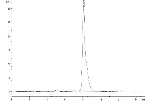 The purity of Human SEMA7A is greater than 95 % as determined by SEC-HPLC.