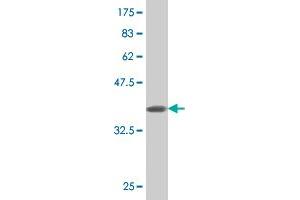 Western Blot detection against Immunogen (36.