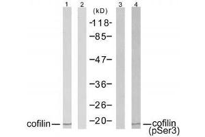 Western blot analysis of extracts from COLO 205 cells using cofilin (Ab-1022) antibody (E021164, Lane 1 and 2) and cofilin (phospho-Ser3) antibody (E011139, Lane 3 and 4). (Cofilin anticorps)