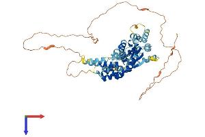 AlphaFold protein structure predicition of Mouse Recombinant Cdc6 Protein, UniprotID O89033