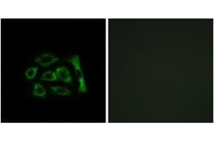 Immunofluorescence analysis of A549 cells, using ERD22 Antibody. (KDELR2 anticorps  (AA 81-130))
