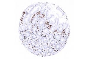 Appendix mucosa CD163 (CD163 anticorps  (AA 43-196))