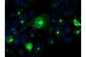Immunofluorescence (IF) image for anti-Prolactin (PRL) antibody (ABIN1500432) (Prolactin anticorps)