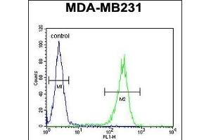 RAB11FIP2 Antibody (Center) (ABIN651666 and ABIN2840350) flow cytometric analysis of MDA-M cells (right histogram) compared to a negative control cell (left histogram).