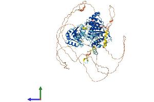 AlphaFold protein structure predicition of Human Recombinant DDX42 Protein, UniprotID Q86XP3