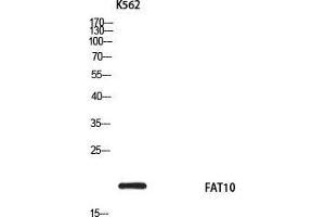 Western Blot (WB) analysis of K562 using FAT10 antibody. (UBD anticorps)