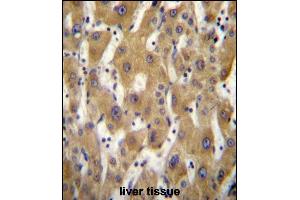 GE5 Antibody (C-term) (ABIN656719 and ABIN2845947) immunohistochemistry analysis in formalin fixed and raffin embedded human liver tissue followed by peroxidase conjugation of the secondary antibody and DAB staining. (PAGE5 anticorps  (C-Term))