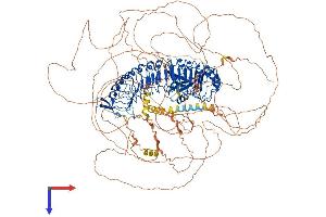 AlphaFold protein structure predicition of Human Recombinant ERBIN Protein, UniprotID Q96RT1