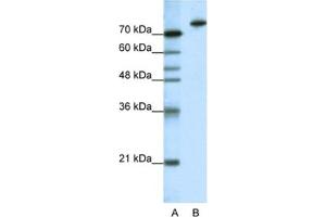 Western Blotting (WB) image for anti-Kelch-Like 3 (KLHL3) antibody (ABIN2461880) (KLHL3 anticorps)