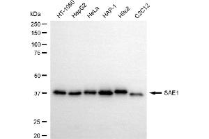 anti-SUMO1 Activating Enzyme Subunit 1 (SAE1) antibody