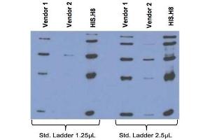 Comparison between anti-His tag (HIS. (His Tag anticorps)