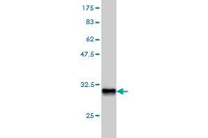 Western Blot detection against Immunogen (32.