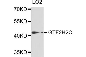 Western blot analysis of extracts of LO2 cells, using GTF2H2C antibody (ABIN5973022) at 1/1000 dilution. (GTF2H2C anticorps)