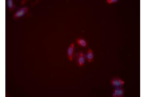 ABIN6276062 staining HeLa cells by ICC/IF.