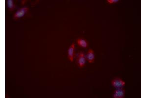 ABIN6276062 staining HeLa cells by ICC/IF. (NPY2R anticorps  (N-Term))
