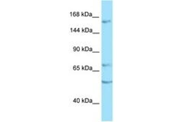 PTPRT antibody  (AA 1340-1389)