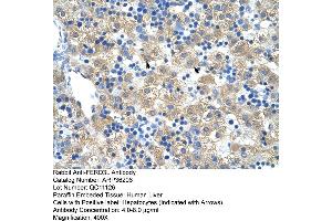 Human Liver (FERD3L anticorps  (N-Term))