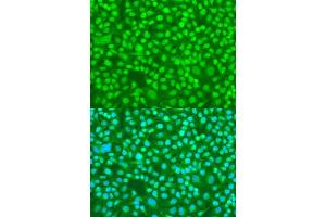 Immunofluorescence analysis of U2OS cells using SRSF9 antibody (ABIN6132650, ABIN6147681, ABIN6147684 and ABIN6216200) at dilution of 1:100. (SFRS9 anticorps  (AA 1-221))