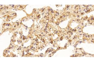 Detection of VEGFA in Rat Lung Tissue using Monoclonal Antibody to Vascular Endothelial Growth Factor A (VEGFA)