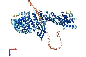 AlphaFold protein structure predicition of Mouse Recombinant Ap1g2 Protein, UniprotID O88512