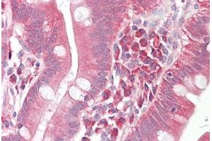 Anti-GAD67 antibody IHC staining of human small intestine. (GAD anticorps  (AA 471-520))