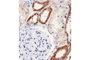 Immunohistochemical analysis of paraffin-embedded H.