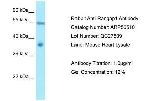 Western Blotting (WB) image for anti-Ran GTPase Activating Protein 1 (RANGAP1) (N-Term) antibody (ABIN971526) (RANGAP1 anticorps  (N-Term))