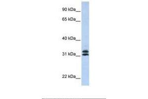 Image no. 1 for anti-Pyrroline-5-Carboxylate Reductase Family, Member 2 (PYCR2) (AA 218-267) antibody (ABIN6739024)