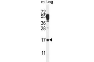 Western Blotting (WB) image for anti-Chromosome 14 Open Reading Frame 126 (C14orf126) antibody (ABIN2995710) (C14orf126 anticorps)