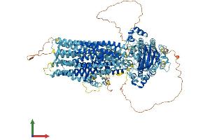 AlphaFold protein structure predicition of Mouse Recombinant Abcc12 Protein, UniprotID Q80WJ6