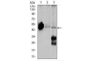 Image no. 1 for anti-Enolase 2 (Gamma, Neuronal) (ENO2) antibody (ABIN1491284) (ENO2/NSE anticorps)