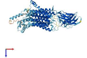 AlphaFold protein structure predicition of Mouse Recombinant Slc15a1 Protein, UniprotID Q9JIP7