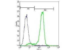 A549 cells probed with Rabbit Anti-MCSF Polyclonal Antibody .